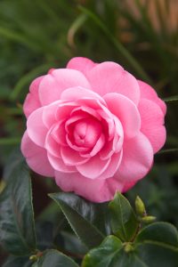 A vibrant pink camellia in full bloom among lush green leaves, sharing its space with a beautiful Hydrangea 'Sundae Fraise' 10" Pot.