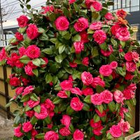 A dense cluster of vibrant Hydrangea 'Sundae Fraise' flowers in a 10" pot, with lush green leaves, grows beside a wooden fence and building.