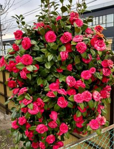 A dense cluster of vibrant Hydrangea 'Sundae Fraise' flowers in a 10" pot, with lush green leaves, grows beside a wooden fence and building.