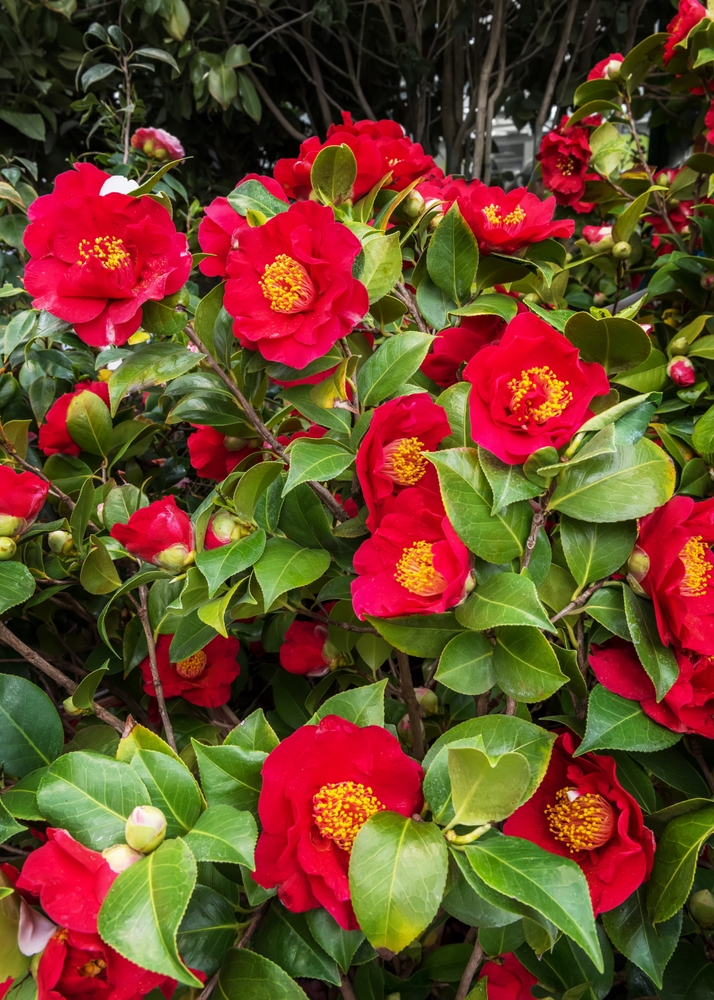 A Hydrangea 'Sundae Fraise' 10" pot bush is in full bloom, showcasing its vibrant red flowers, lush green leaves, and prominent yellow centers.