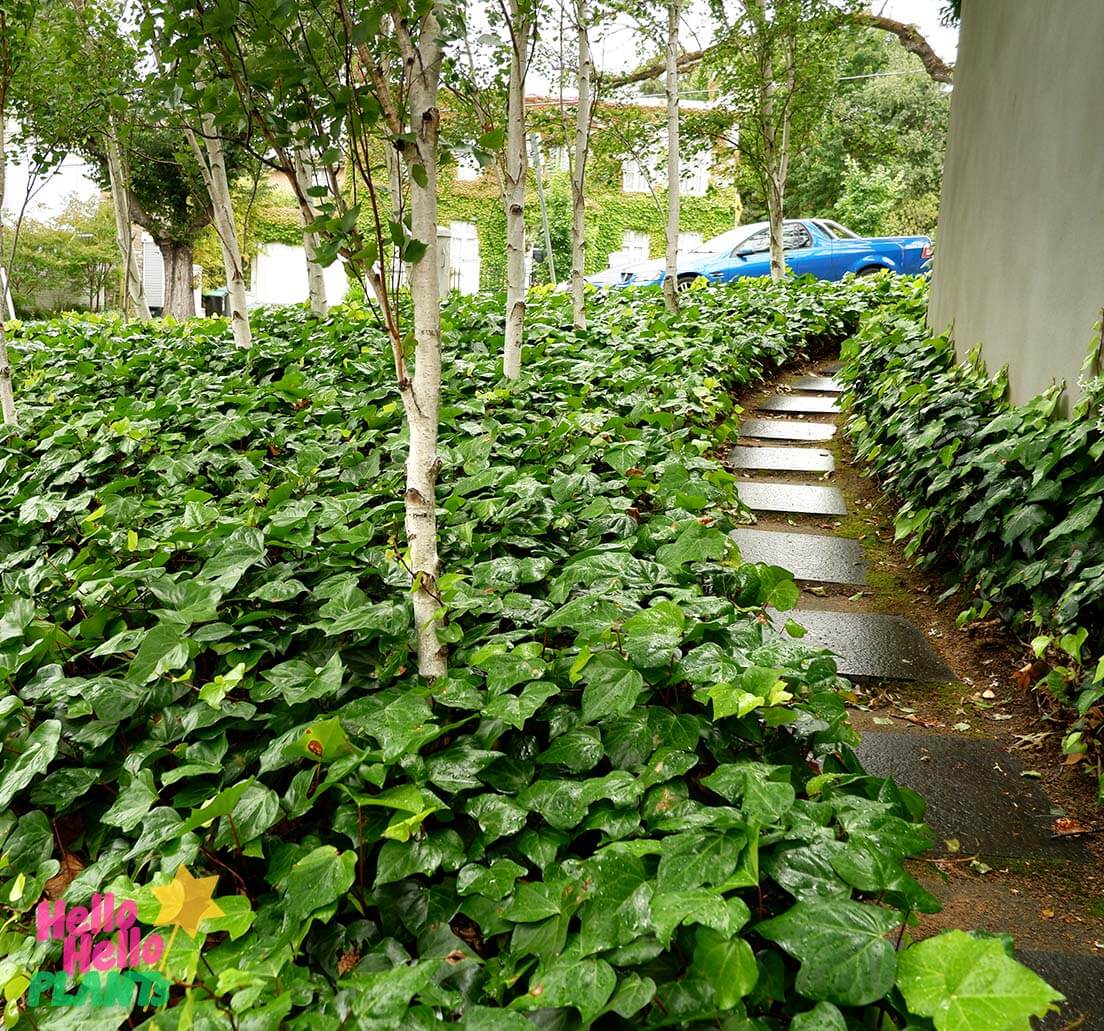 Hedera 'Canary Island Ivy'