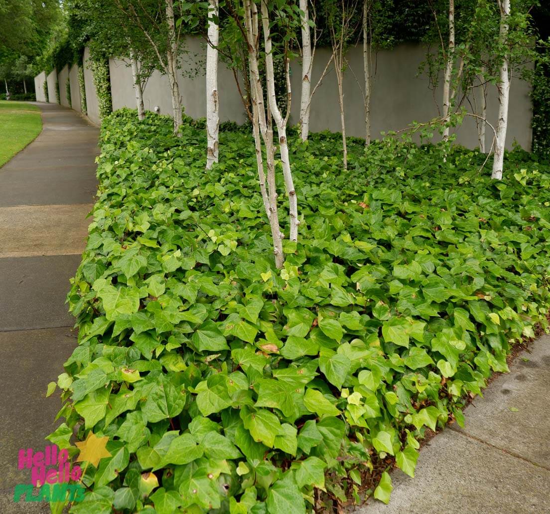 Hedera 'Canary Island Ivy'