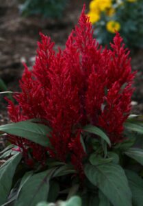 Celosia 'Christmas Candles' in a 4" pot features bright red, plume-like blooms and green leaves—ideal for festive color in your garden bed. Yellow flowers and soil provide a vibrant background.