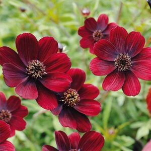 Close-up of Cosmos 'Chocolate' flowers in a 6" Pot, displaying dark red blooms and lush green foliage in the background.