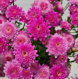The Argyranthemum 'Double Rose' Marguerite Daisy in a 6" pot features vibrant pink, chrysanthemum-like blooms with green stems and leaves in the background.