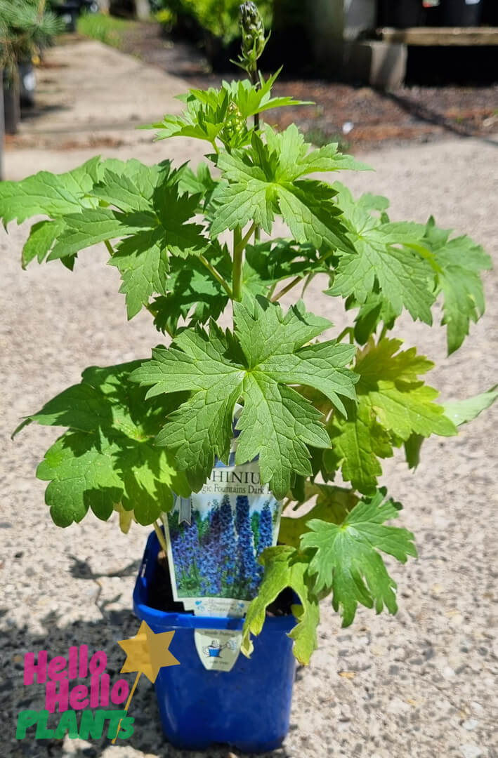 Hello Hello Plants Delphinium 'Magic Dark Blue' 4in Pot 2