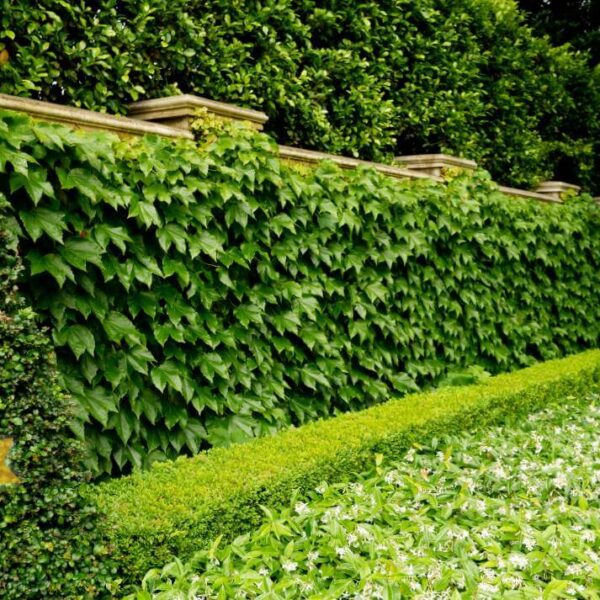 Hello Hello Plants Nursery Campbellfiled Melbourne Victoria Australia Essence of Toorak Gardens Landscape layering ficus flash hedging boston ivy chinese star jasmine groundcover formal garden topiary cones