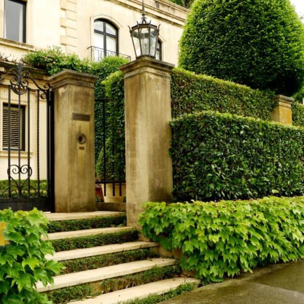 Hello Hello Plants Nursery Campbellfiled Melbourne Victoria Australia Essence of Toorak layered garden formal garden topiary tree hedging buxus boston ivy ficus