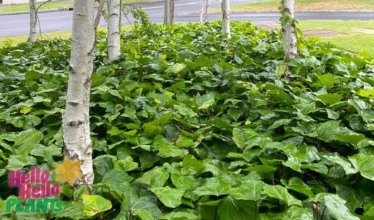 Hello Hello Plants Nursery Campbellfield Melbourne Victoria Australia Hedera canariensis Canary Island Ivy groundcover ivy lawn under silver birch betula pendula trunks