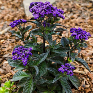 The Heliotrope Scentropia™ 'Dark Blue' 6" Pot features clusters of vibrant purple blooms and dark green textured leaves, thriving beautifully in a mulched garden bed.