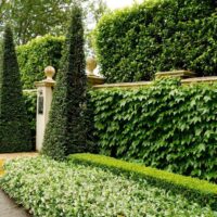 Hello Hello Plants Layered formal garden Essence of Toorak gardens formal hedging