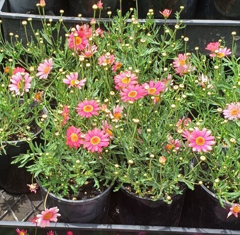 Argyranthemum 'Colourful Assorted' Marguerite Daisy 6" Pot