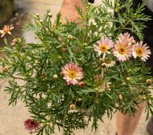 A person holds Argyranthemum 'Colourful Assorted' Marguerite Daisy stems with green leaves outdoors, displaying blooms like those in a 6" pot.