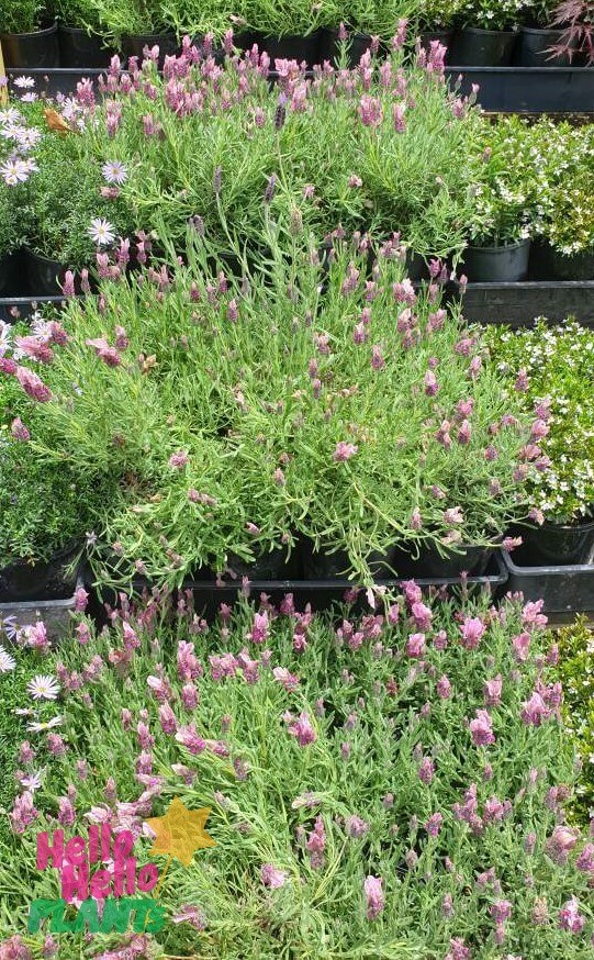 Lavandula 'Pink' Lavender 6" Pot
