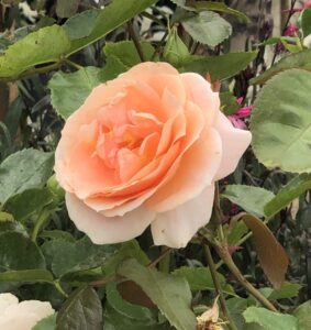 A fully bloomed Rose 'Impala®' Bush Form in light peach is encircled by lush green leaves, highlighting the delicate beauty of this exquisite rose.