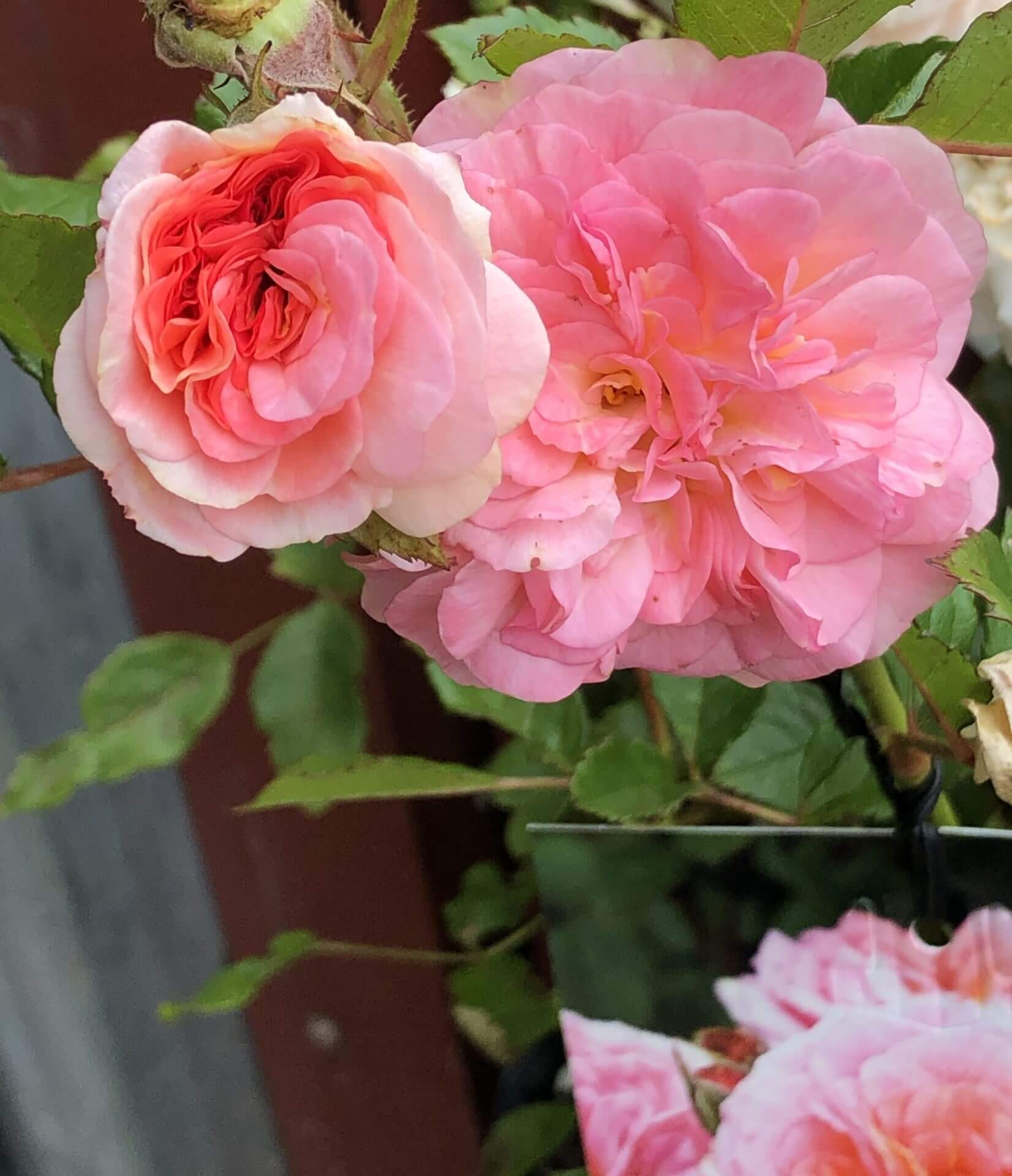 Two pink blooms of the Rose 'Love Affair' Bush Form display layered petals and green leaves outdoors, set against a blurred background.