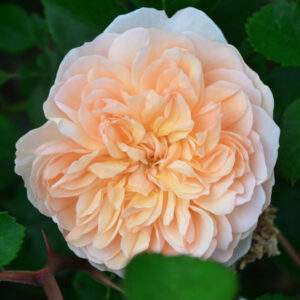 Close-up of a fully bloomed Rose 'Garden of Roses' PBR 3ft Standard with peach-hued layered petals amid green leaves—a stunning addition to any garden.