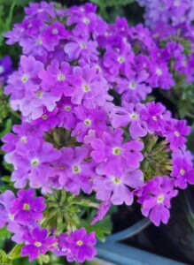 Close-up view of Verbena 'Purple' Assorted in a 6" pot, showcasing vibrant purple blooms and lush green foliage.