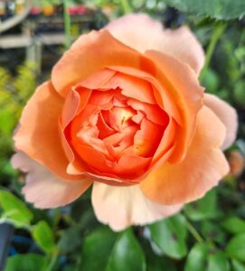 Close-up of Rose 'Heaven on Earth' PBR Bush Form in bloom, featuring vibrant orange petals and green leaves against a softly blurred garden background.