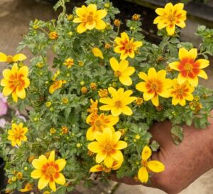 A hand holds a Bidens 'Boom' Red Eye plant in a 6" pot, displaying lush green foliage and numerous yellow flowers with striking orange-red centers.