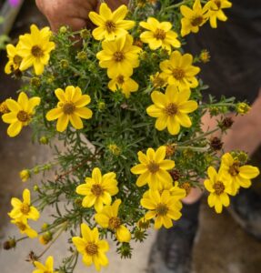 Brighten any space with Bidens 'Yellow' in a 6" pot—featuring vibrant yellow flowers and lush green stems, perfect for patios or indoor decor.
