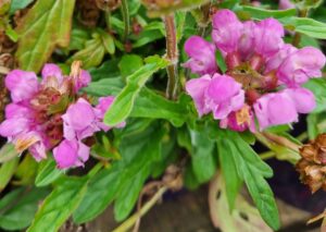 Close-up of vibrant Prunella 'Bella Pink' flowers in a 6" pot, featuring lush green leaves and a few brown, wilted buds in the background.