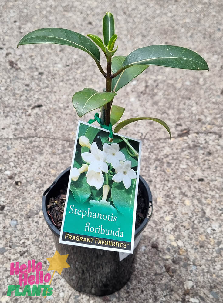 Stephanotis 'Madagascar Jasmine' 6" Pot