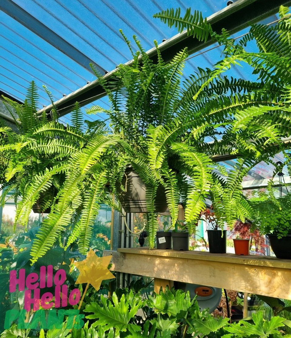 Nephrolepis 'Emerald Queen' 10" Pot (Hanging Basket)