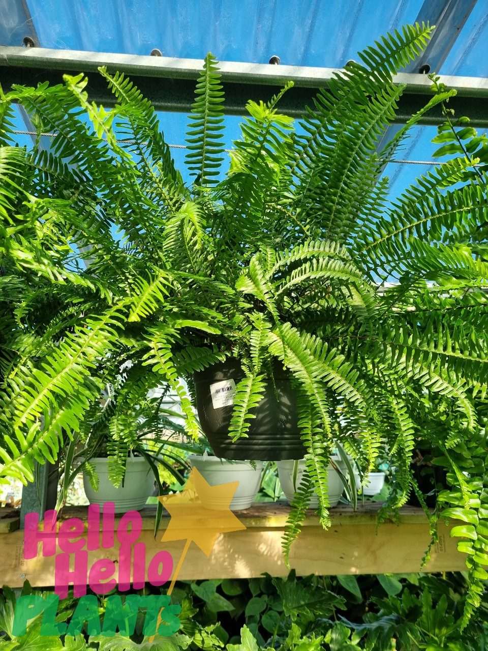 Nephrolepis 'Emerald Queen' 10" Pot (Hanging Basket)