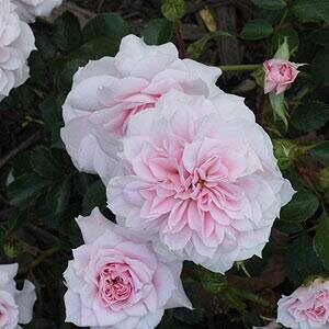 Clusters of light pink Rose 'Jane McGrath' PBR 3ft Standard blooms with layered petals and green leaves, ideal for vibrant displays.