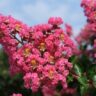 Lagerstroemia 'Pink' Crepe Myrtle 8" Pot (Eco Grade) features bright pink blooms and green foliage, beautifully set against a blue sky backdrop.