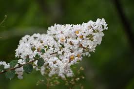A close-up of a Lagerstroemia 'White' Crepe Myrtle 8" Pot branch displays clusters of small white flowers in bloom, set against a blurred green background.