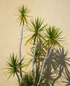 Yucca elephantipes 'Stick Yucca'