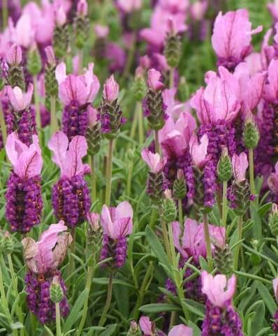 Close-up of Lavandula 'Pink' Lavender in a 6" pot, featuring light purple and pink blooms with vibrant green stems.