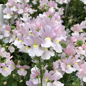 Nemesia 'Apple Blossom' 6" Pot features a cluster of light purple and white flowers with yellow centers, set among green foliage.