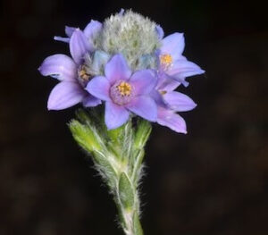 Philotheca 'Blue' Waxflower in a 6" pot features clusters of small purple blooms with yellow centers on green stems, shown against a dark background.