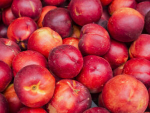 Freshly picked Prunus 'Tuscany®' Dwarf Nectarine fruit with smooth red and yellow skin, displayed in a 7" pot.