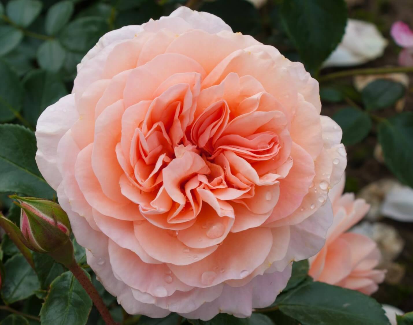 Close-up of Rose 'Anita's' bloom in peach hues with dewdrops, green leaves, and a rosebud on the elegant 6ft Weeper rose tree.