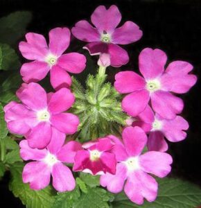 Verbena 'Pink' Assorted in a 6" pot features clusters of bright pink, five-petaled flowers set against lush green foliage.