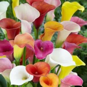 A lively mix of Zantedeschia 'Arum/Calla Lily' in red, pink, orange, yellow, and white blooms above lush green leaves. This assorted display is beautifully presented in a 7" pot.