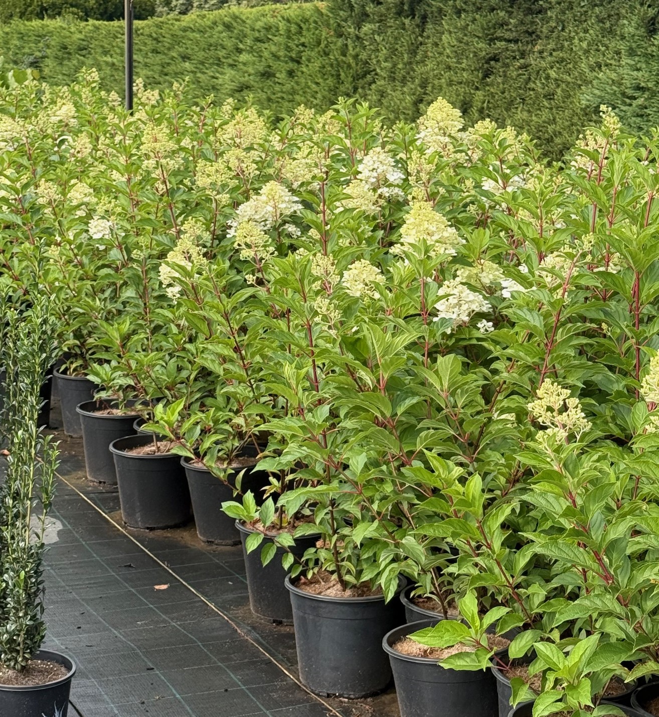 Hydrangea 'Sundae Fraise' 10" pots, with green leaves and pale blossoms, are lined up on a paved surface, showcasing their vibrant blooms against lush greenery.