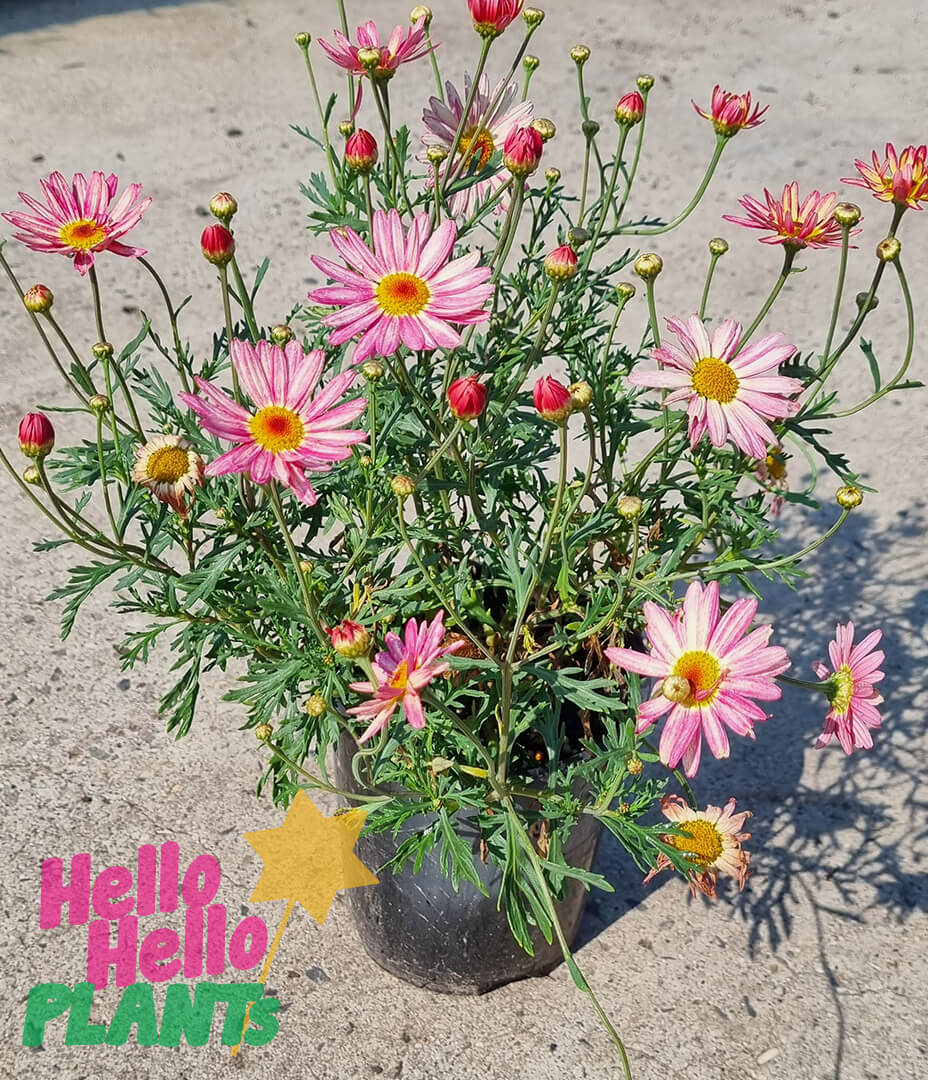Argyranthemum 'Colourful Assorted' Marguerite Daisy 6" Pot