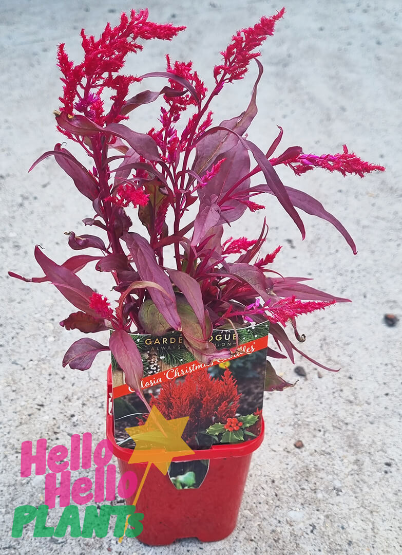 Celosia 'Christmas Candles'