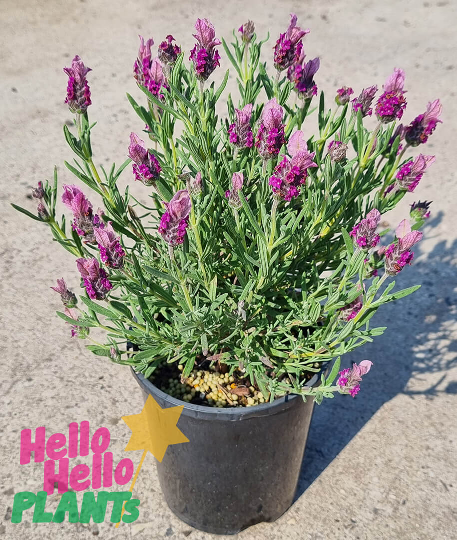 Lavandula 'Pink' Lavender 6" Pot