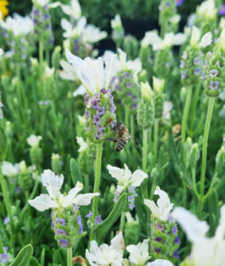A bee collects nectar from Lavandula 'White and Purple' Lavender, blooming in a garden. Several vibrant stalks are ready for planting in a 6" pot.