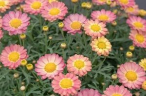 Argyranthemum 'Aramis Apricot' Marguerite Daisy features pink and yellow blooms with green foliage, elegantly displayed in a 6" pot.