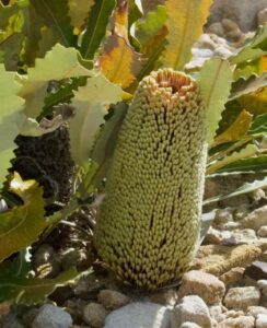 Banksia petiolaris 'Creeping Banksia' features pale green cylindrical flower spikes and jagged green leaves, thriving among small rocks. Ideal for display in a 6" pot.