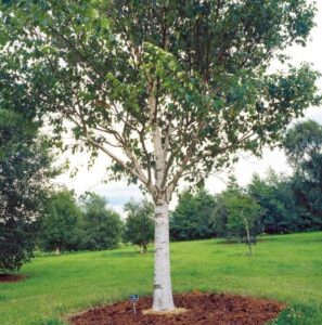 The Betula 'Snow White' Birch 20" Pot features striking white bark and thrives in grassy parks or gardens, making it ideal for planting as a standout specimen in your outdoor space.