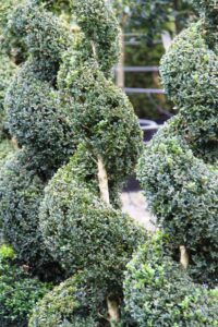 Close-up of Buxus 'English Box' Spiral 24" Pot, showing dense green foliage and central wooden stems, with more artistically shaped plants visible in the background.