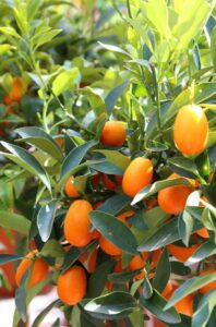A close-up of the Citrus Cumquat 'Nagami' 5L (Dwarf) tree, showing clusters of small, oval orange fruit and green leaves in bright sunlight.